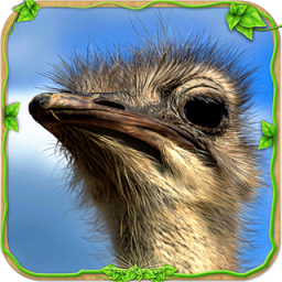 愤怒的鸵鸟模拟器完整版