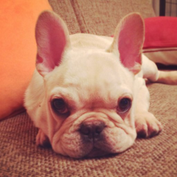 真实狗狗模拟器手机版