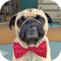 奔跑吧小狗狗游戏