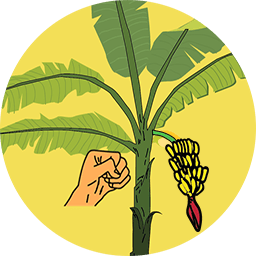 破坏热带植物官方版